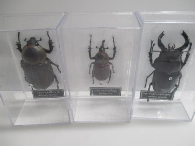 【中古品】昆虫標本　カブトムシ・クワガタ　まとめ売り