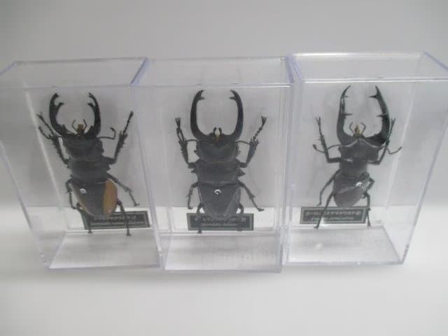 【中古品】昆虫標本　カブトムシ・クワガタ　まとめ売り