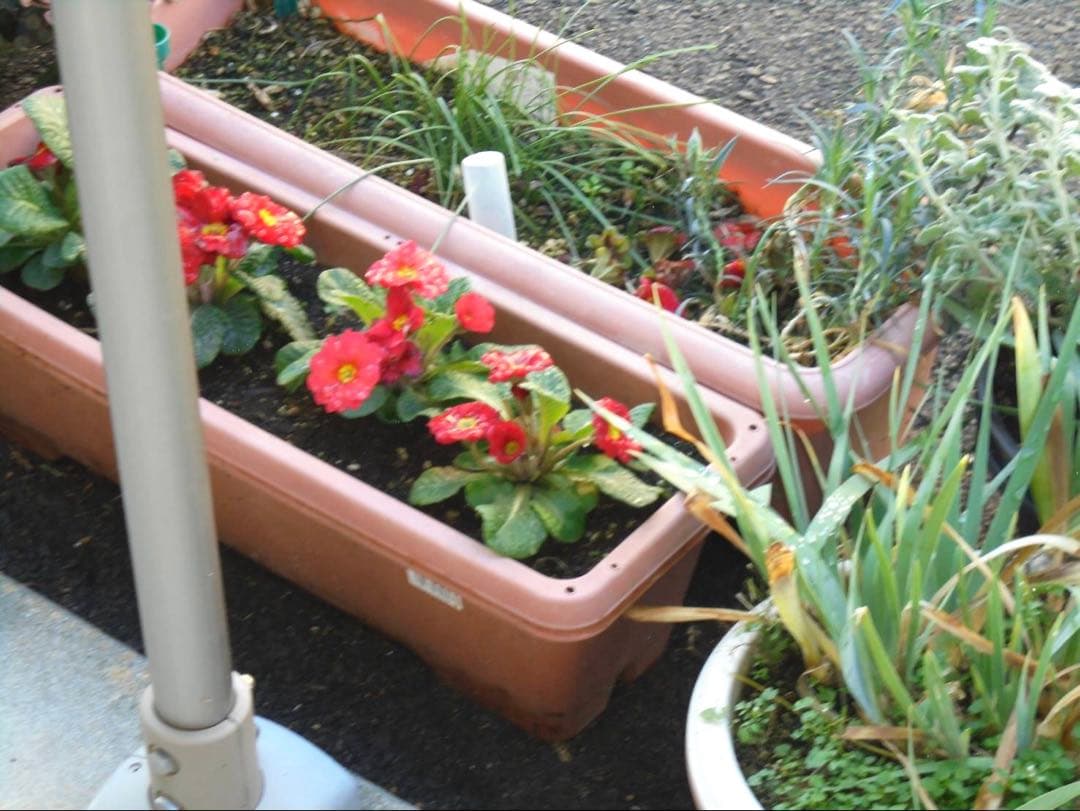 デジタルカメラ SONY Cyber-shot DSC-W810