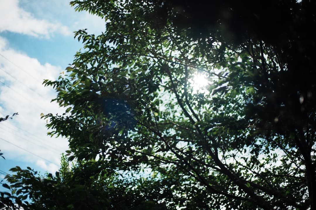 【極美品】Carl Zeiss Planar 50mm F1.4 MMJ 374