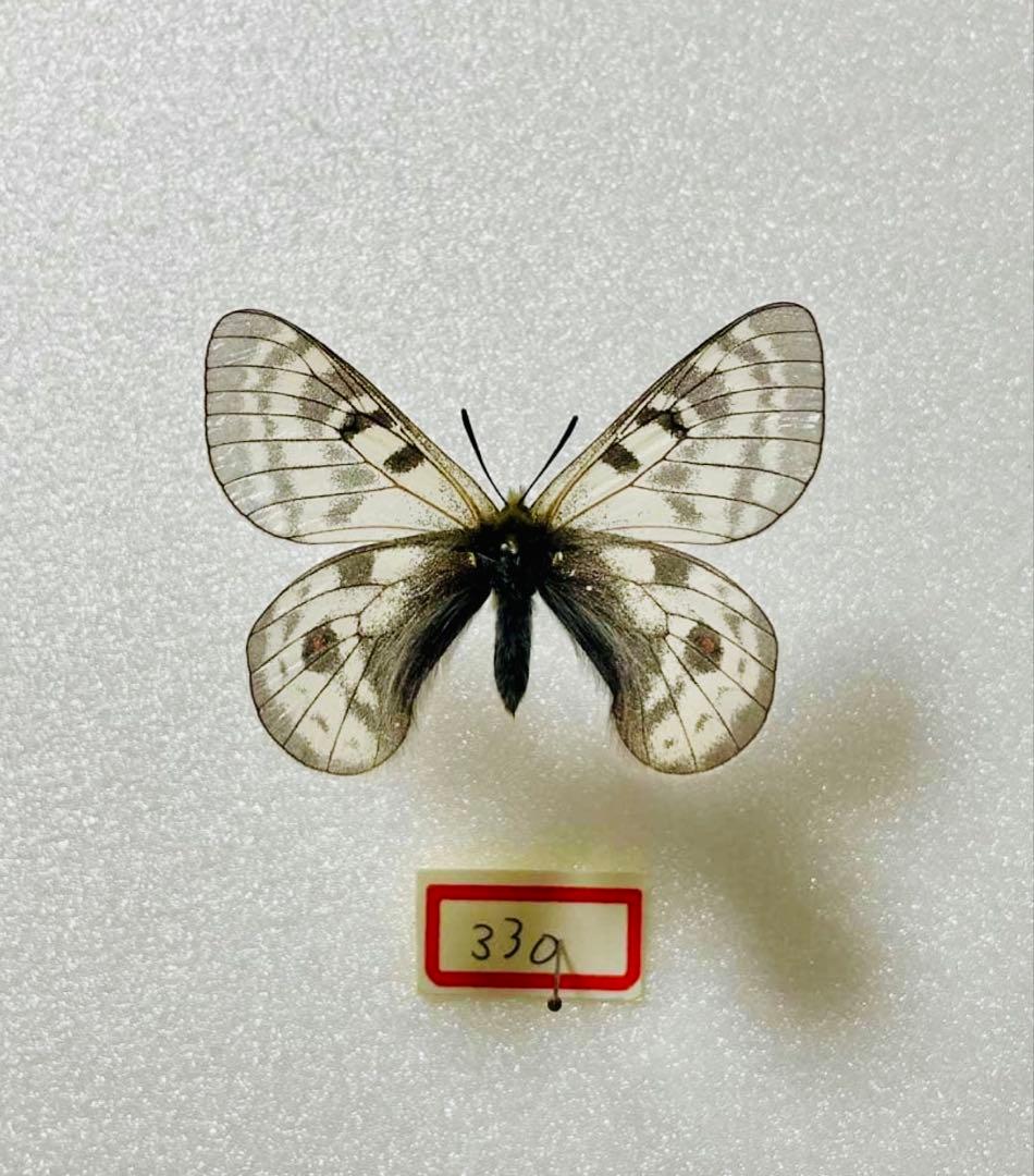 パルナシウス・ヒデ（オス、中国青海省エルラシャン）