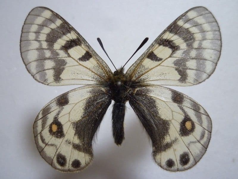 【外国産蝶標本】フンザウスバ♂/パキスタン.シャンドール峠産/53mm