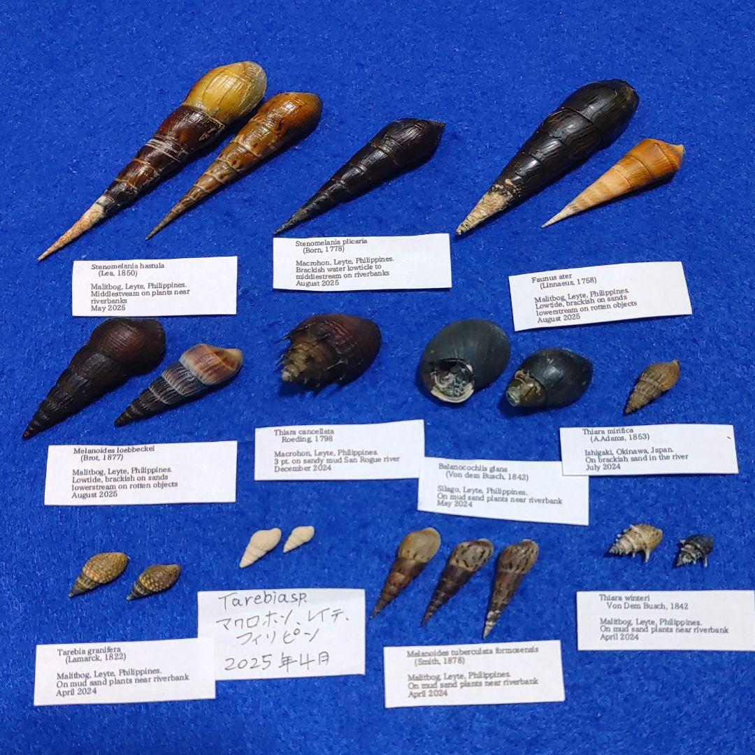 トウガタカワニナ　淡水貝　貝殻　標本