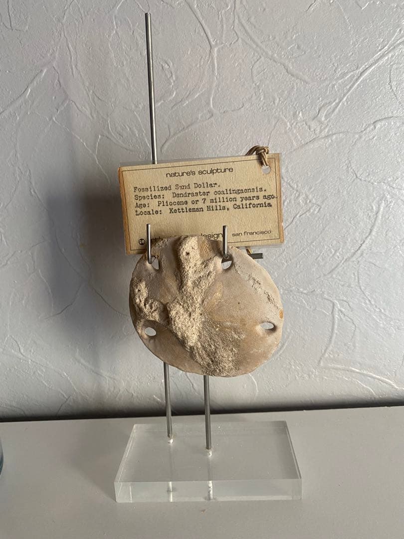 奇跡の化石！700万年前のウニArthur Court Designs 限定品！