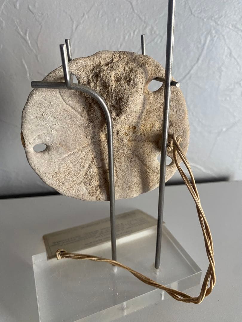 奇跡の化石！700万年前のウニArthur Court Designs 限定品！