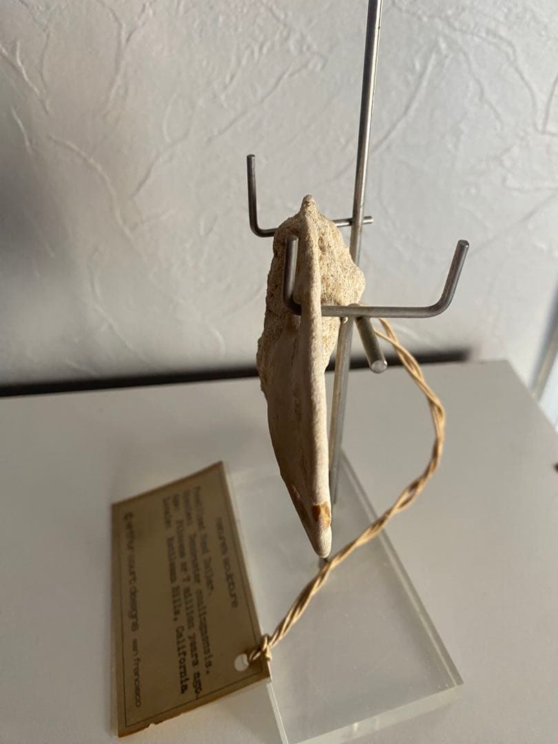 奇跡の化石！700万年前のウニArthur Court Designs 限定品！