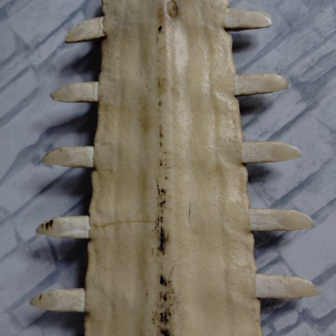 ​【超希少・特大80cm】ノコギリギス 吻 剥製 ブラジル ノコギリザメ 天然物