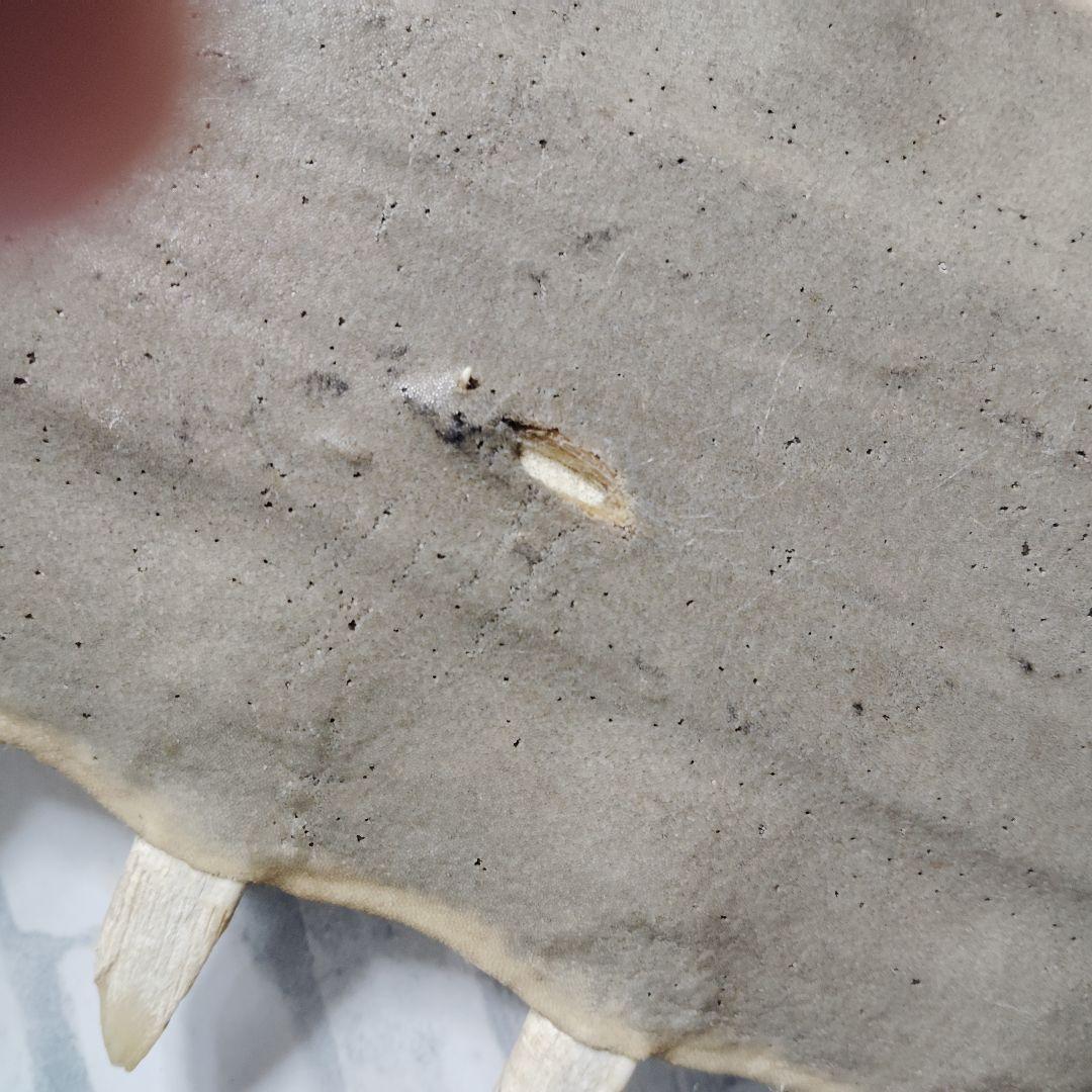 ​【超希少・特大80cm】ノコギリギス 吻 剥製 ブラジル ノコギリザメ 天然物