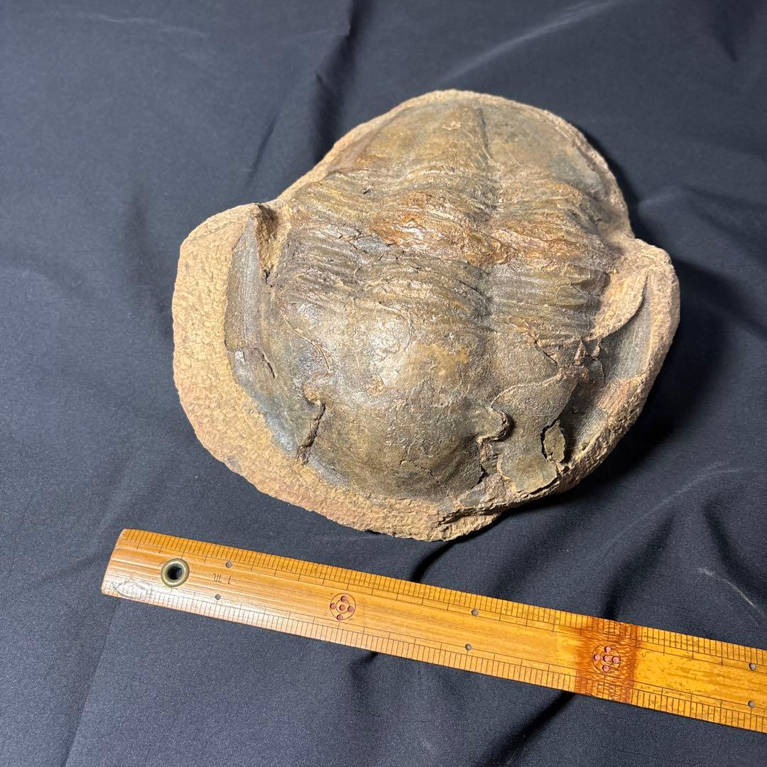 三葉虫化石　大きい