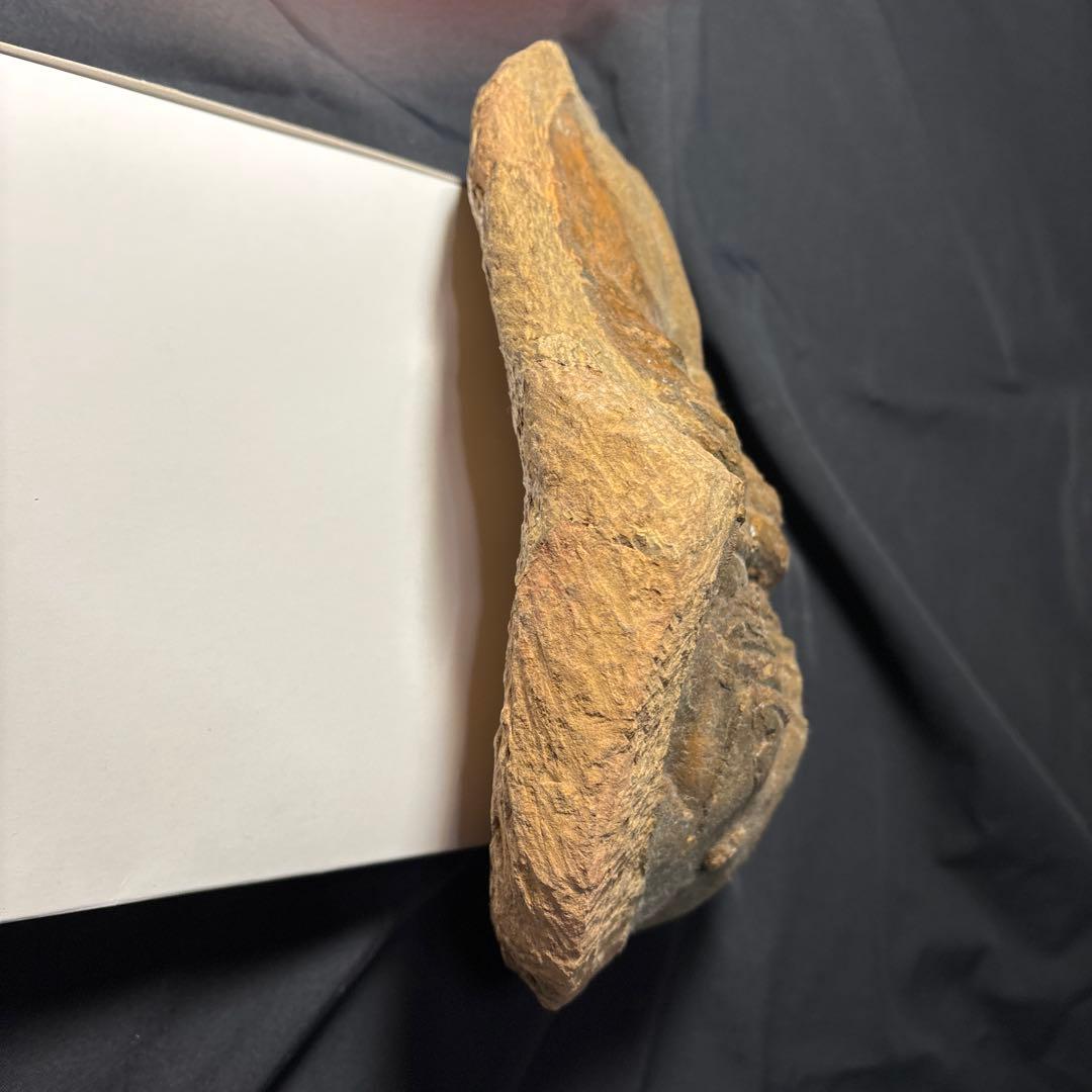 三葉虫化石　大きい