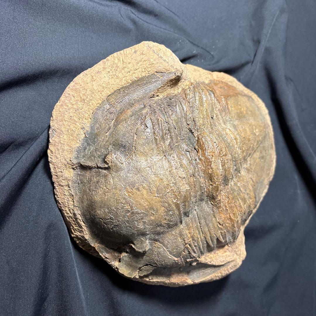 三葉虫化石　大きい