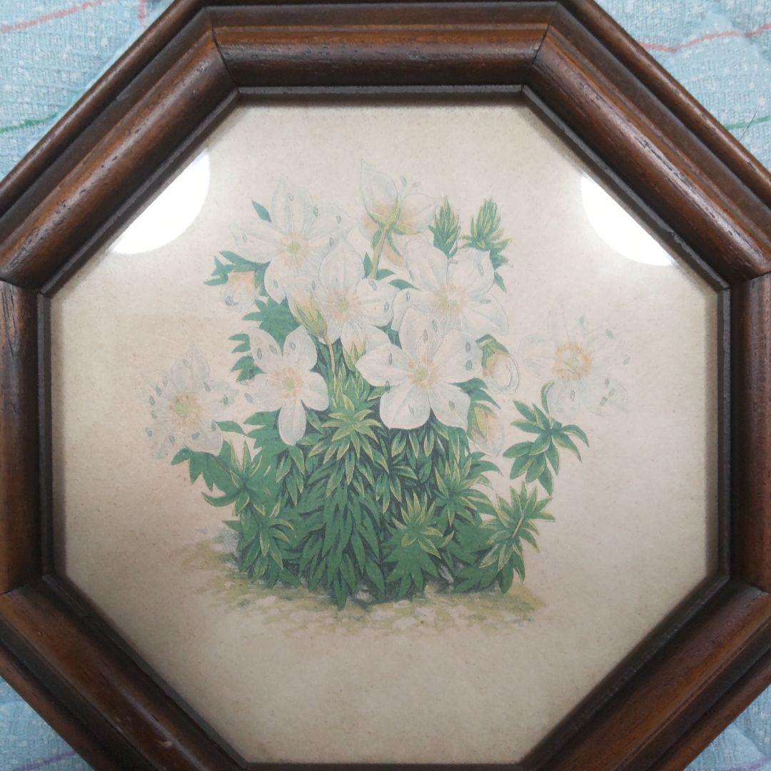 値下げ　ボタニカルアート 　六角フレーム 7点セット！ イタリア製