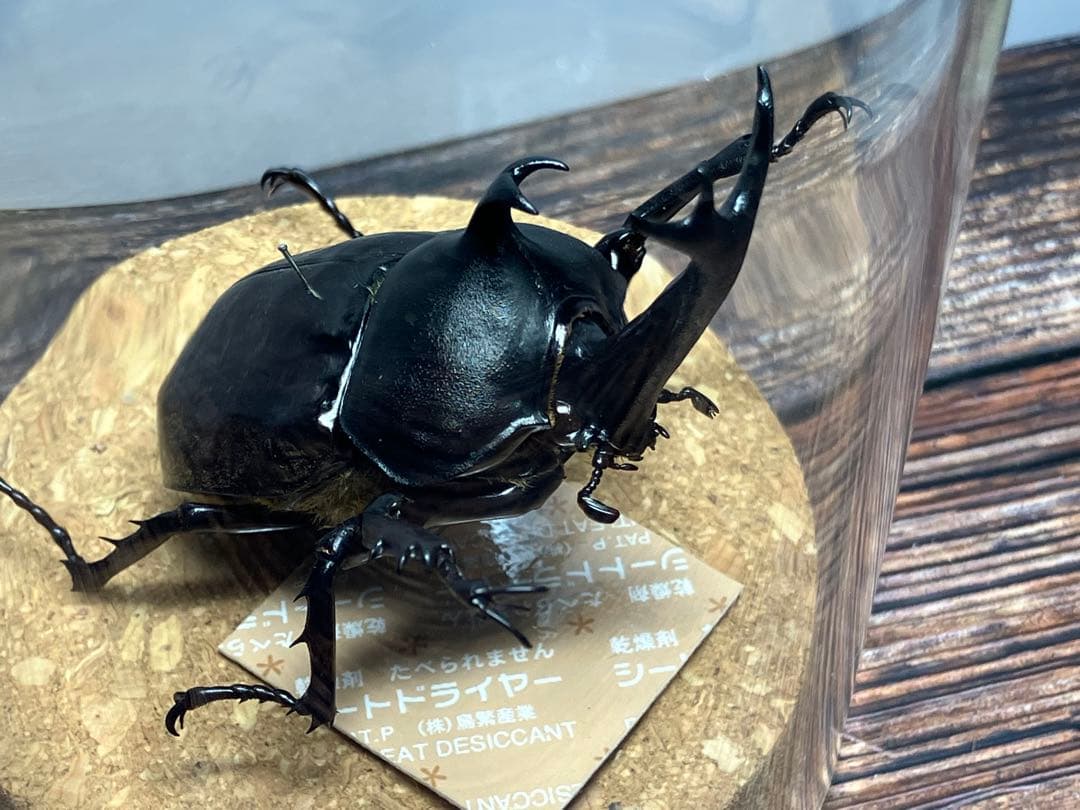【Glass Beetleヤマトカブトムシ標本 GB-006】