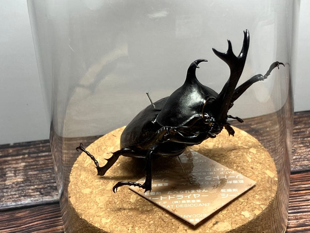 【Glass Beetleヤマトカブトムシ標本 GB-006】