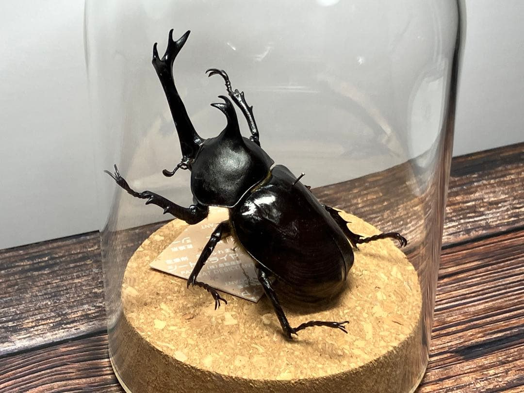 【Glass Beetleヤマトカブトムシ標本 GB-006】