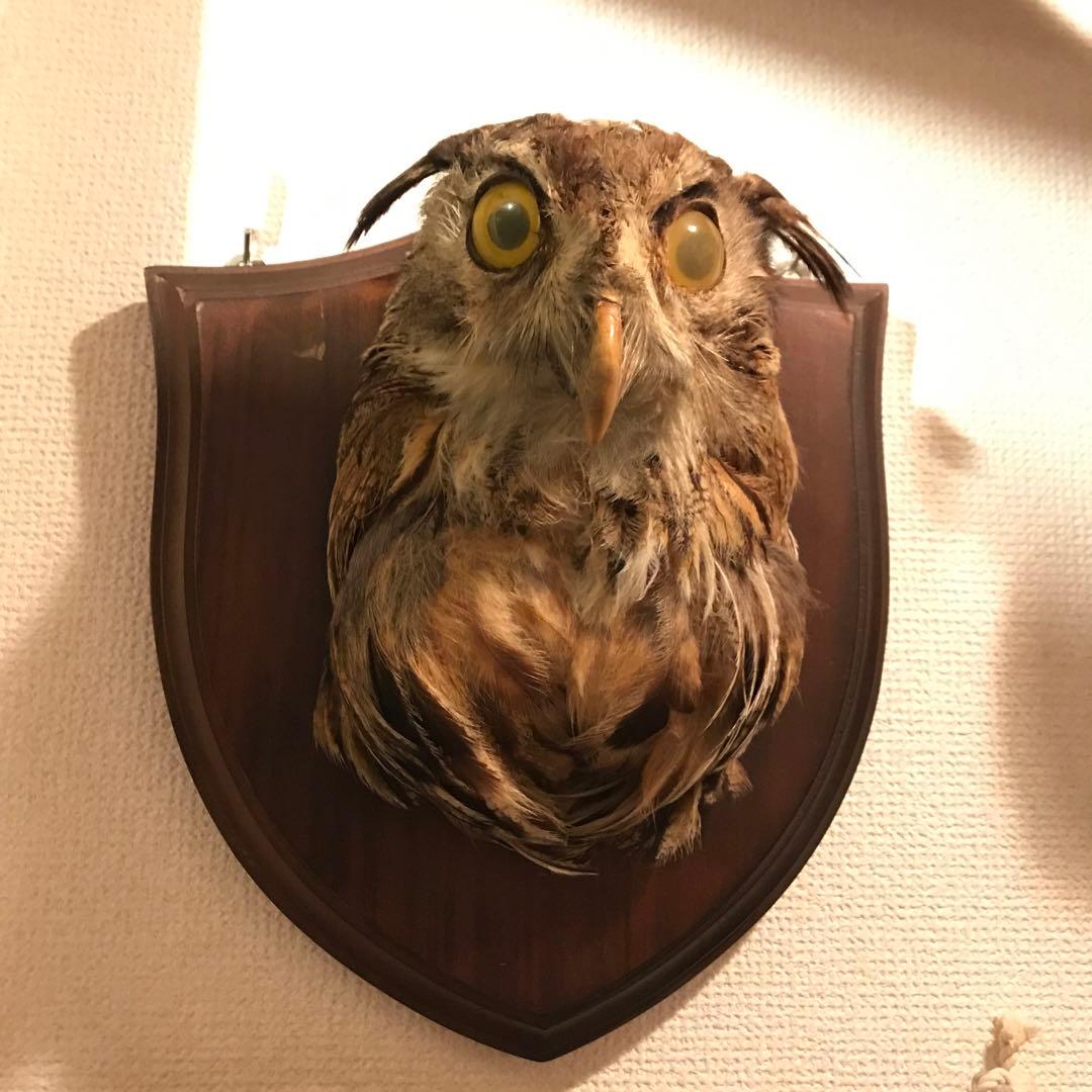 シベリアワシミミズク　剥製　頭部　ハンティングトロフィー　ミミズク　フクロウ