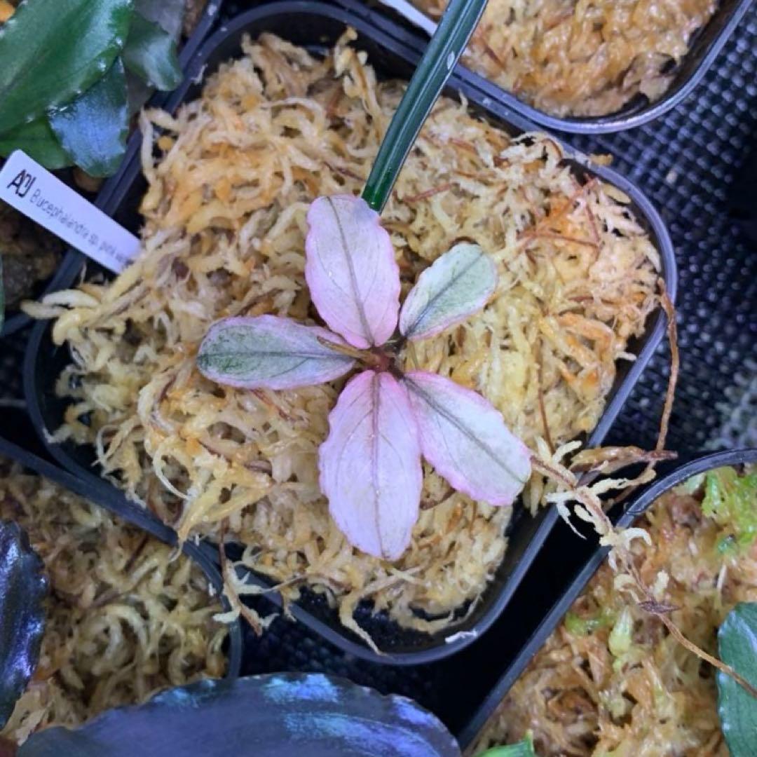 水草 Bucephalandra sp. pink variegata