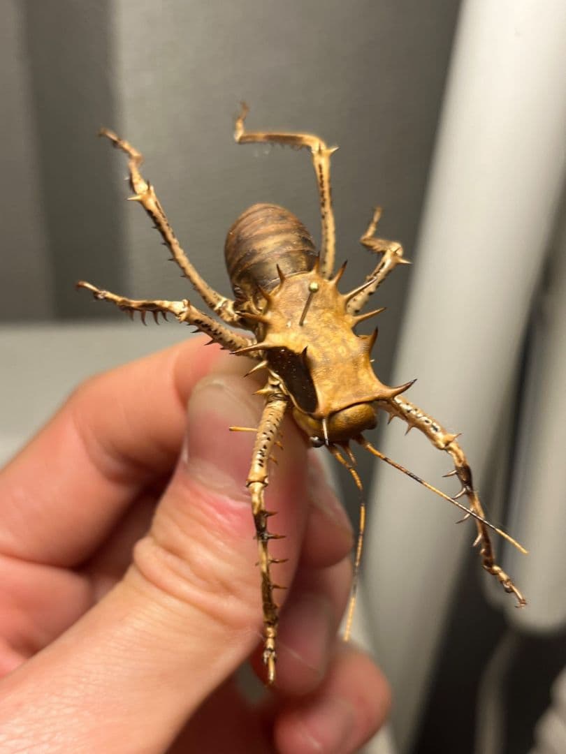 【33mm】アーマードクリケット 武装コオロギ ドラゴンヘッドコオロギ昆虫標本