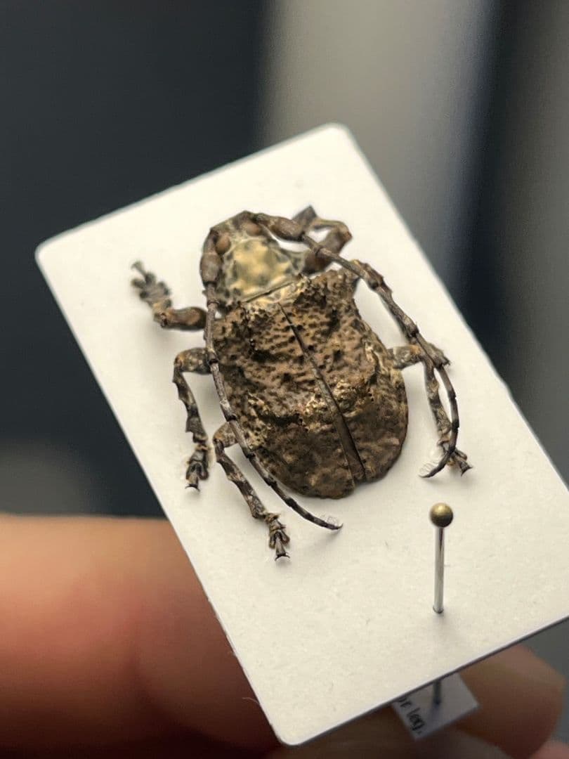 【毒刺甲虫】サソリカミキリ 昆虫標本 Onychocerus ウスバカミキリ
