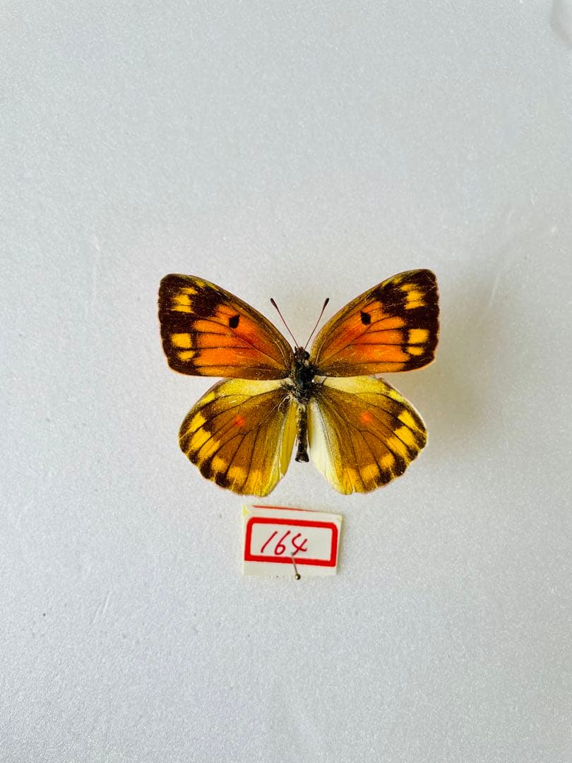 【赤型の異常型】コリアス（1メス・ロシア産）