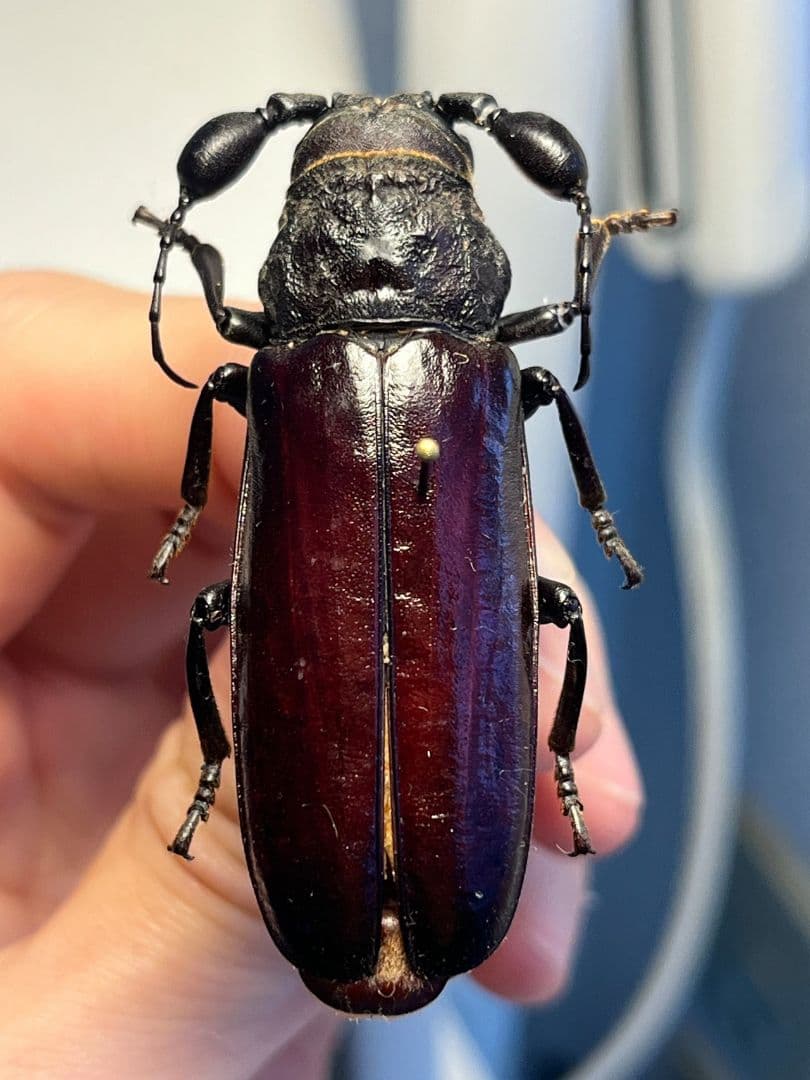 【一属一種】Bolbotritus bainesiウスバカミキリ 昆虫標本