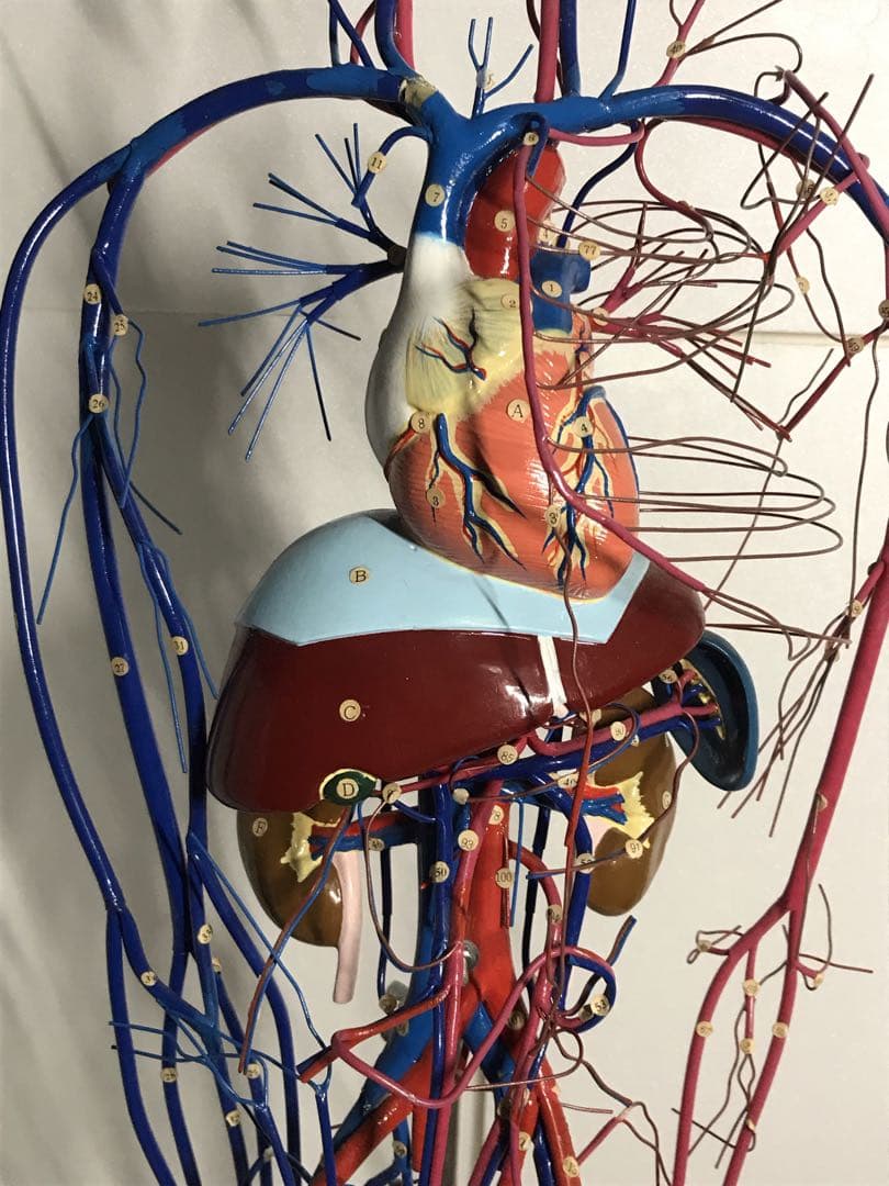 血液循環系模型 (透視式)♡