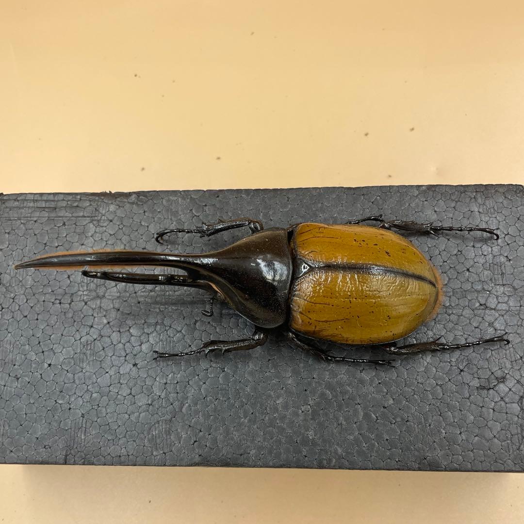 標本　激レア　Dy.ヘラクレス.エクアトリアヌス　綺麗な個体