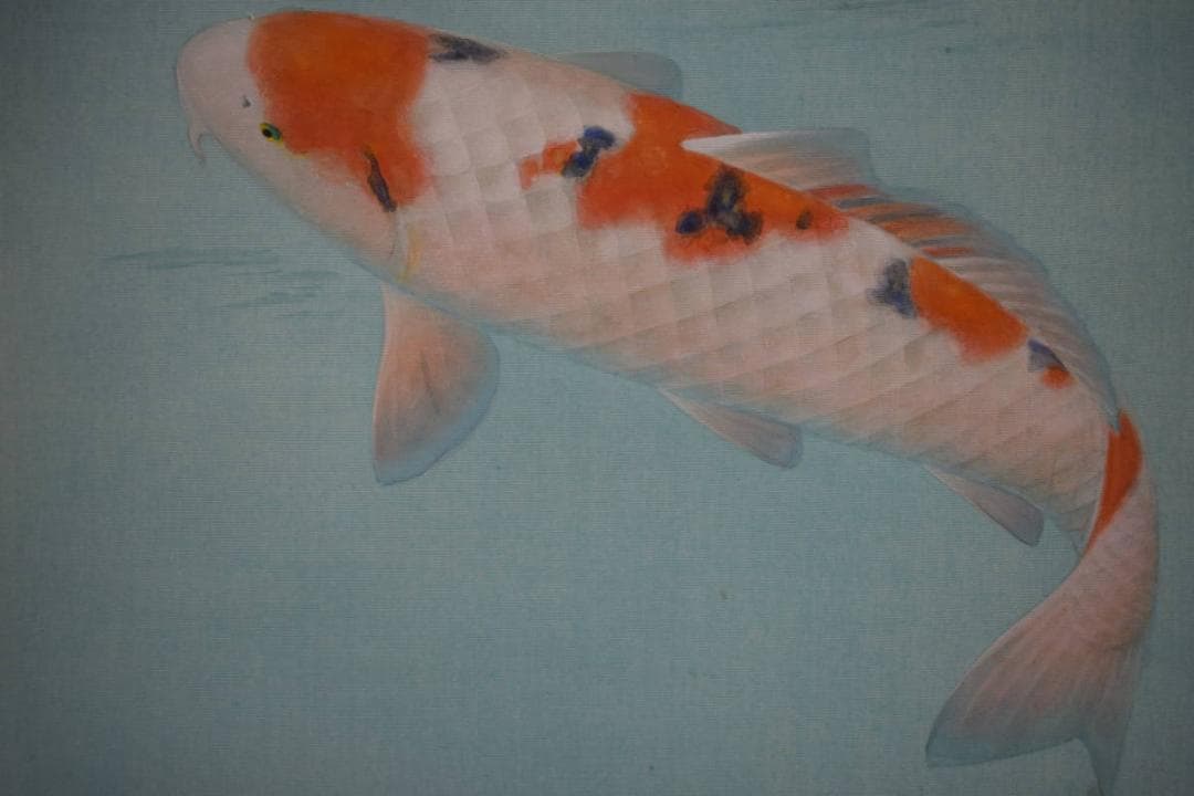 真作/樋口暘/鯉図/静泳/桐共箱太巻二重箱付/布袋屋掛軸HG-946