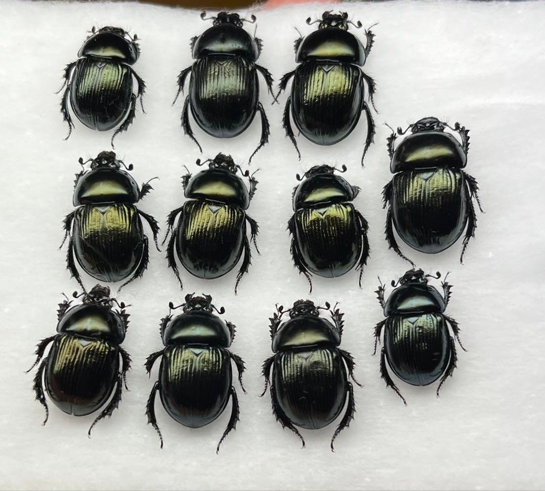 大特価 オオセンチ/センチ/レインボーセンチ82匹 +赤系18匹＋オマケ