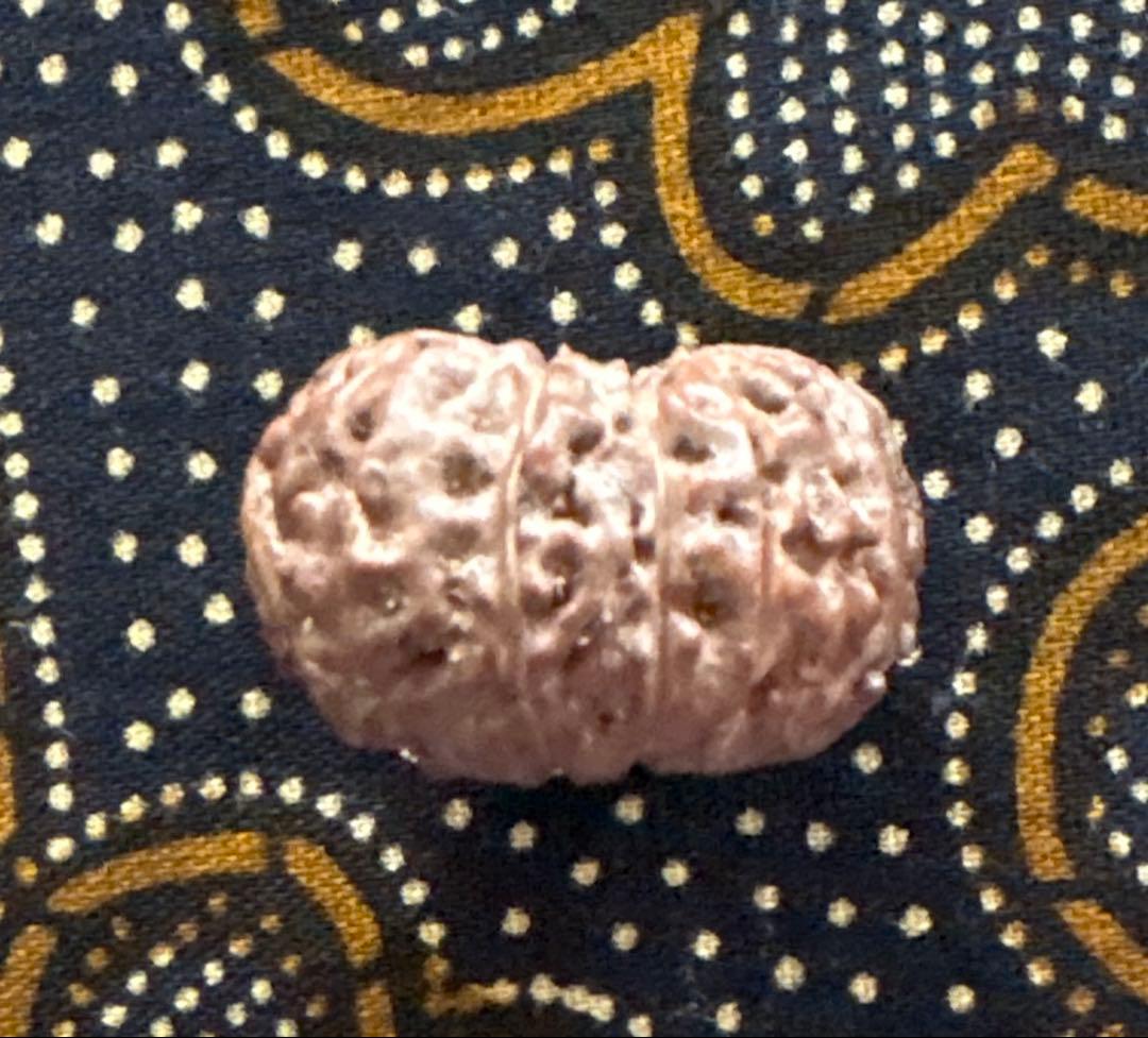 Kana　トップガウリシャンカール14ムキマーラー