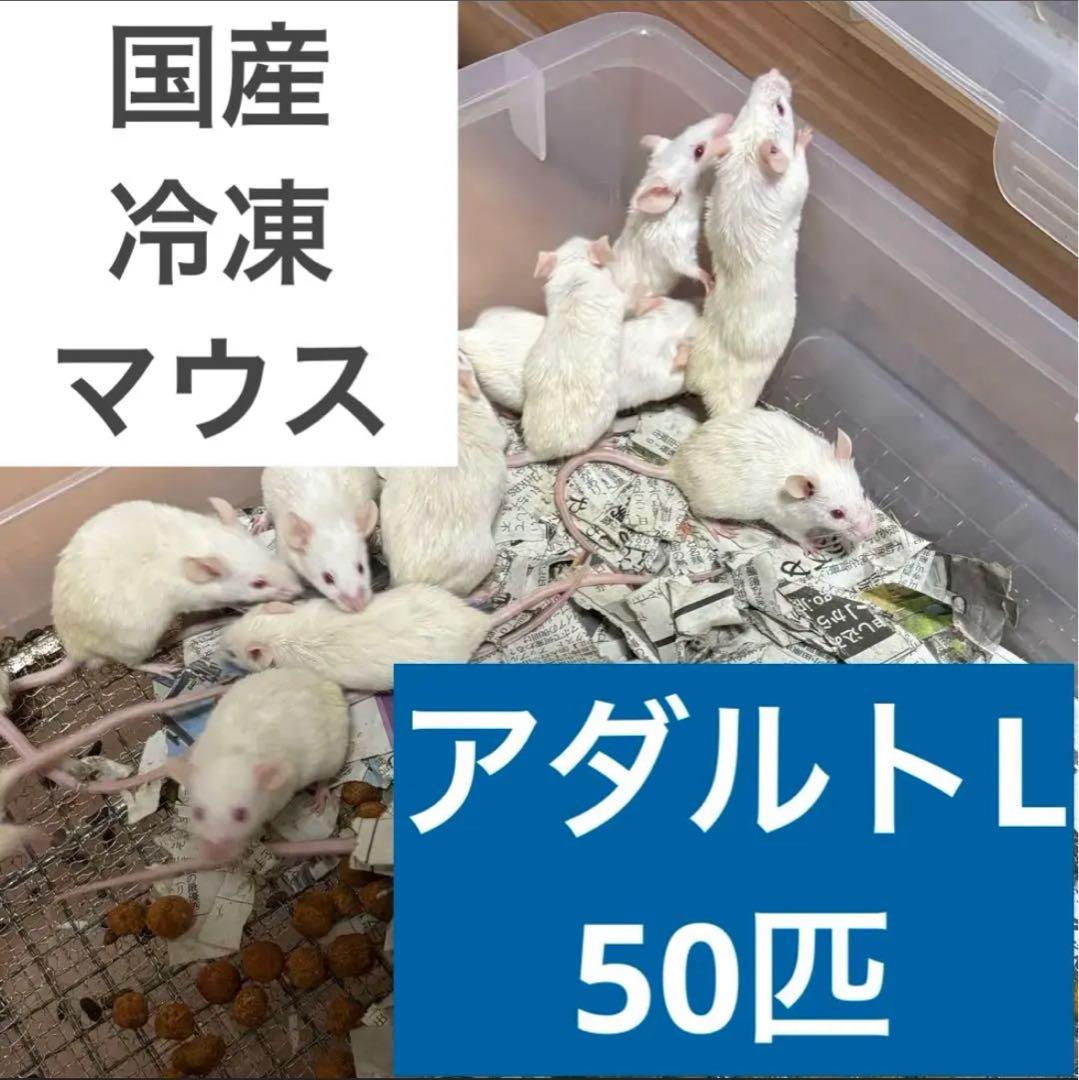 もんち　冷凍マウスセット 送料無料