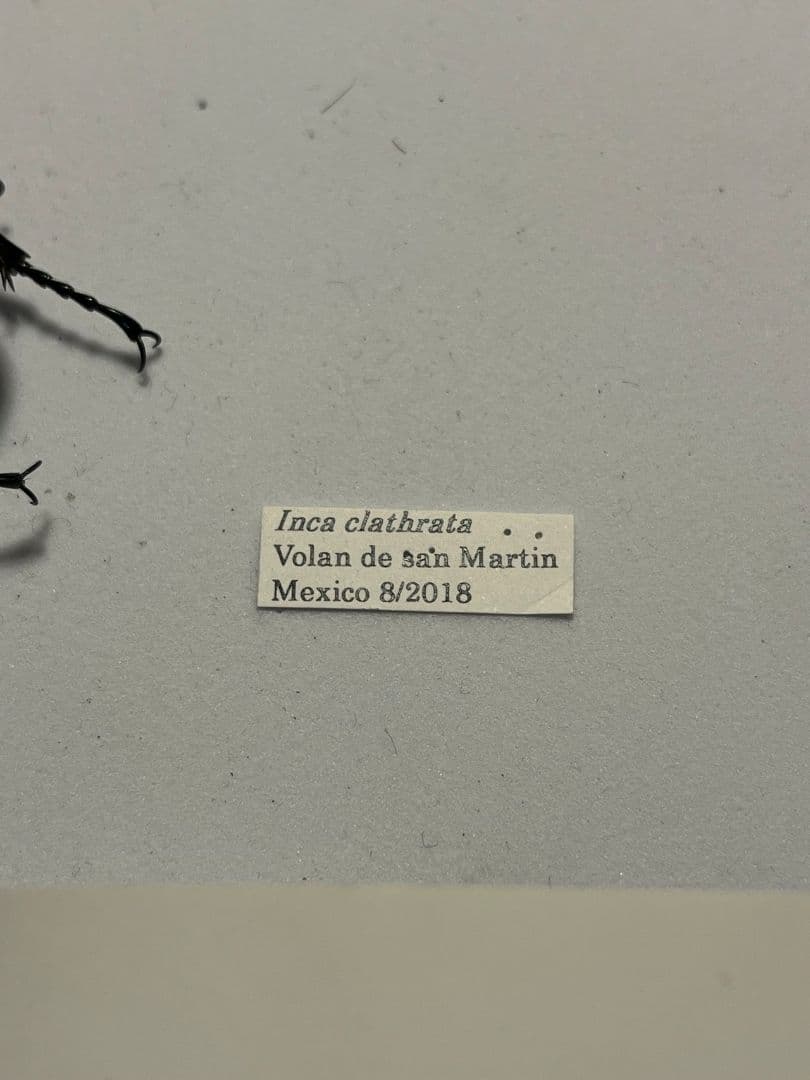 【56mm】インカツノコガネ メキシコ産 昆虫標本 ハナムグリ