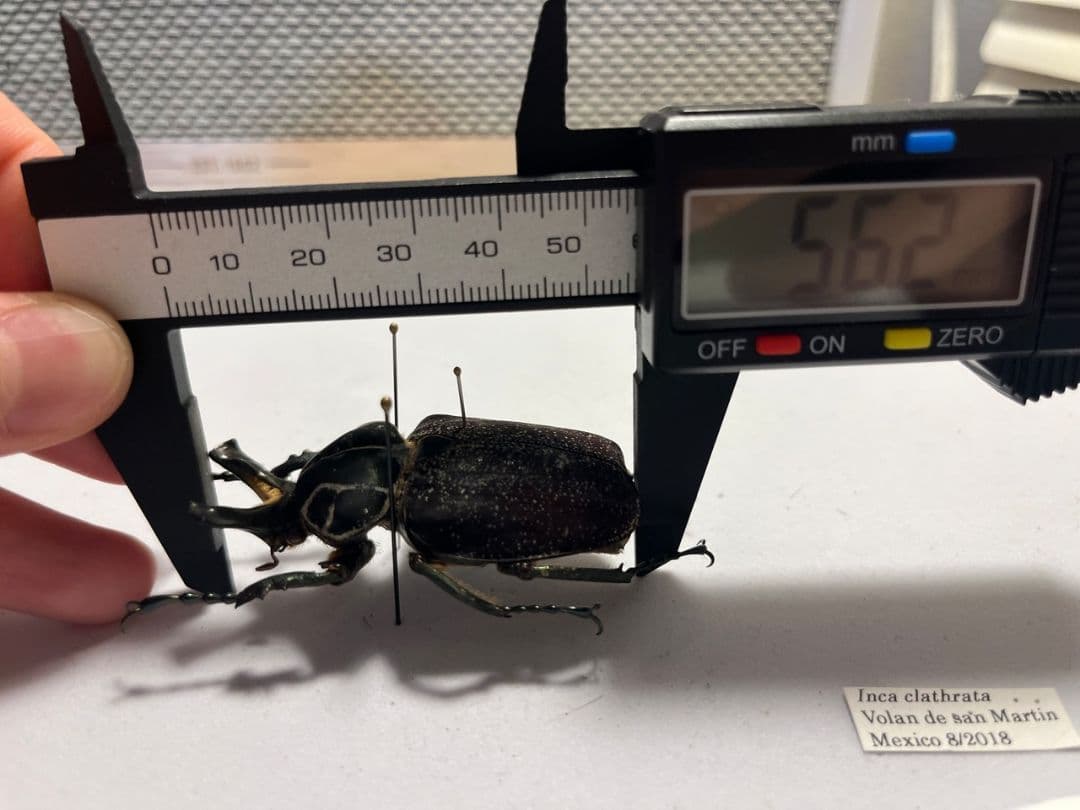 【56mm】インカツノコガネ メキシコ産 昆虫標本 ハナムグリ