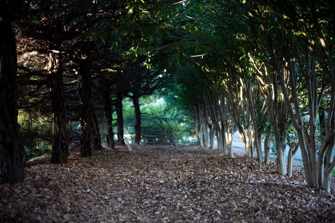 【美品】NOKTON 40mm F1.2 Eマウント