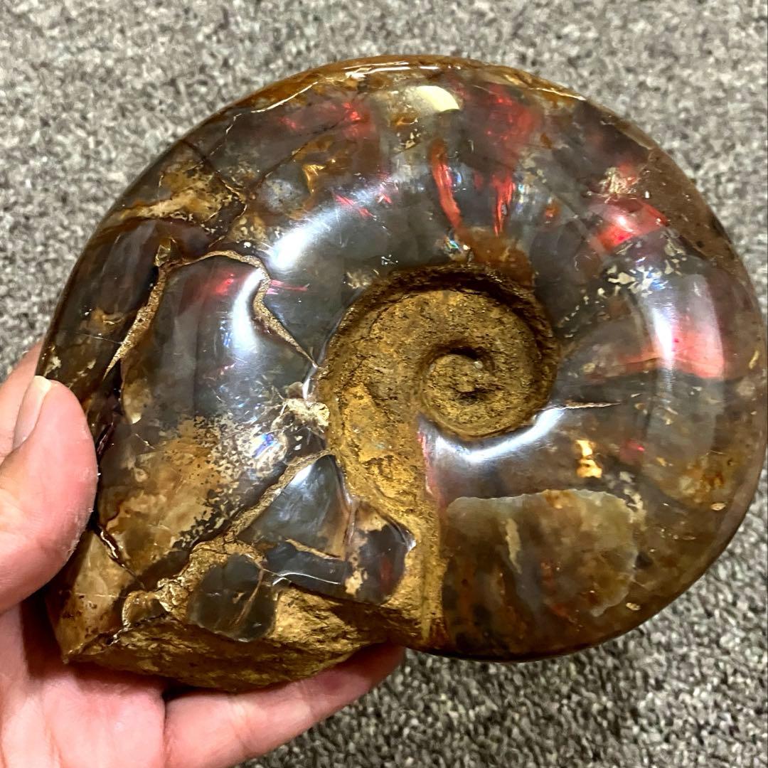 アンモナイト　化石　858g