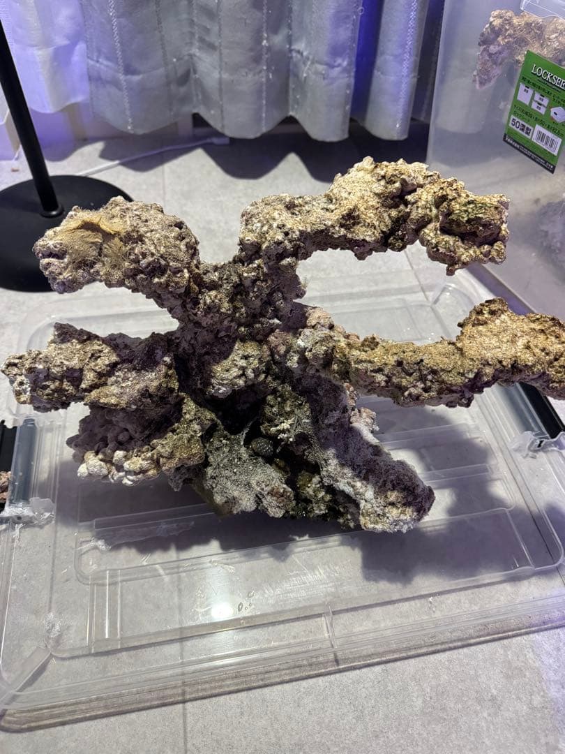 人工ライブロック 2点セット 90cm水槽 サンゴ 海水 アク抜き済み