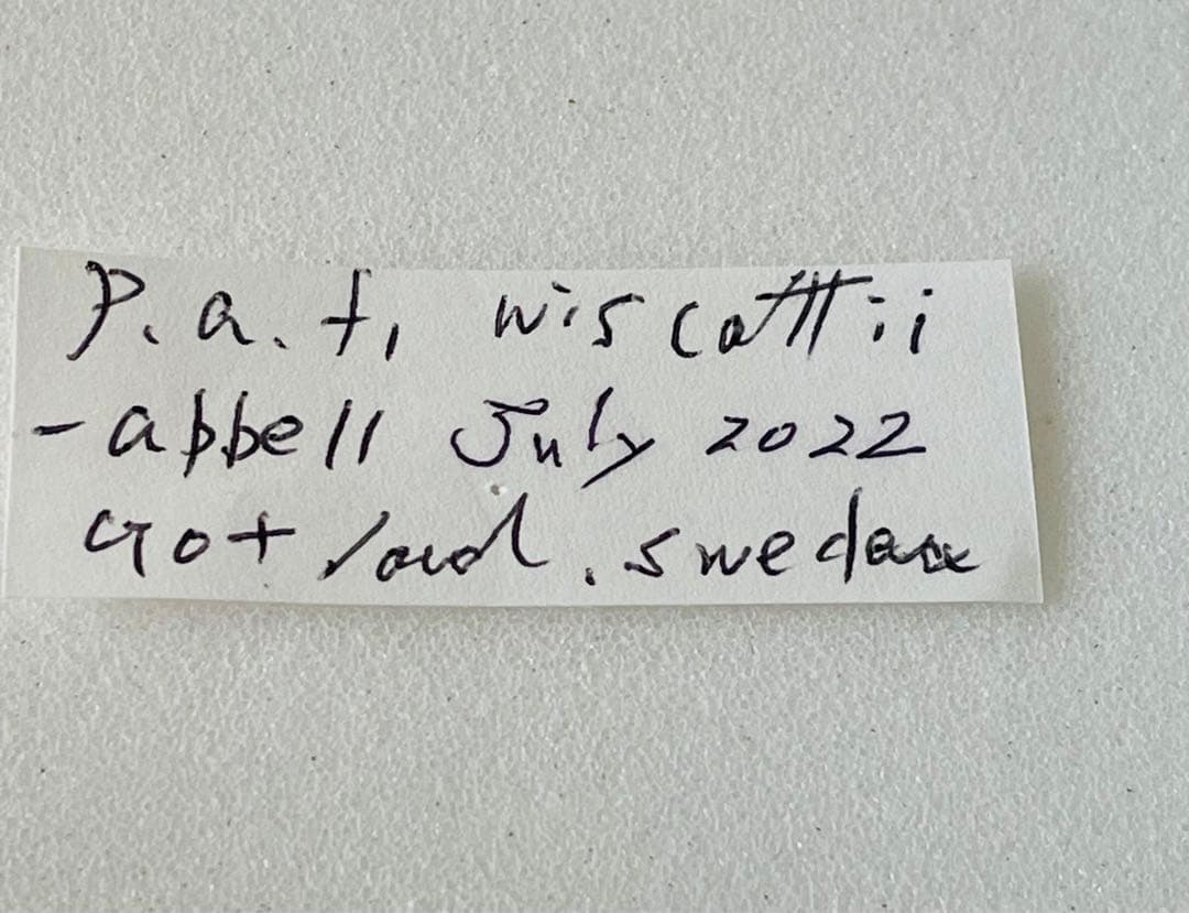 パルナシウス・アポロ・ウイスコッティ （1メス・スウェーデン・ゴッドランド）