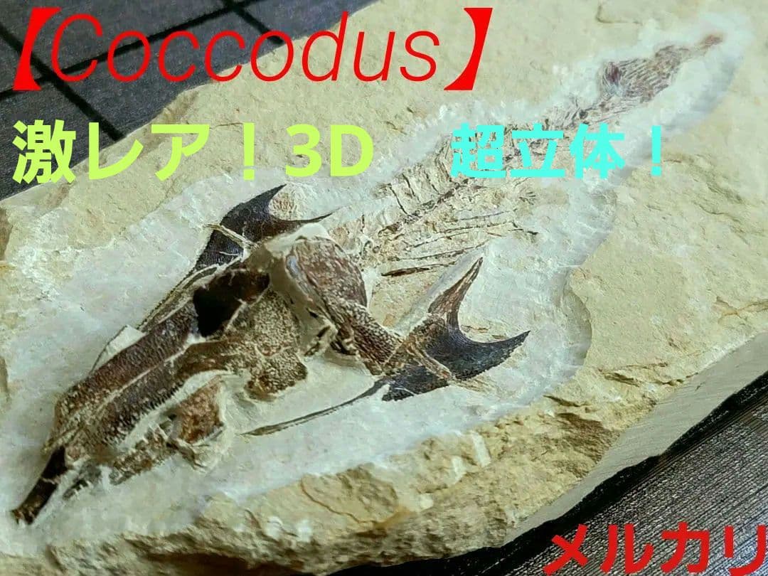 3D！魚類化石【Coccodus insignis】(crusher fish)