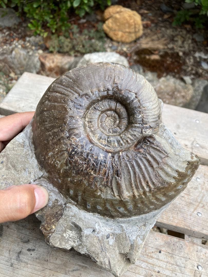 おすすめ　黒いアンモナイト　化石　インテリア　家具　置物　レトロ　コレクション