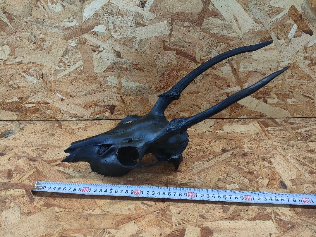 エゾ鹿(ニホンジカ)の頭蓋骨　呪物？