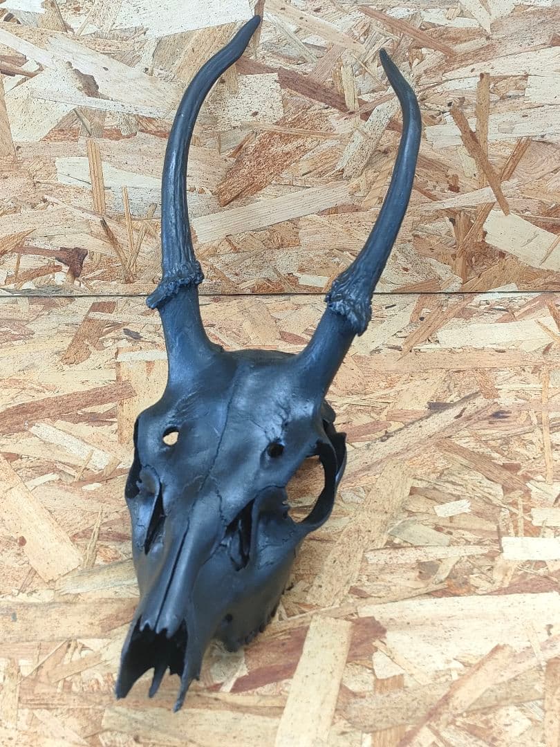 エゾ鹿(ニホンジカ)の頭蓋骨　呪物？