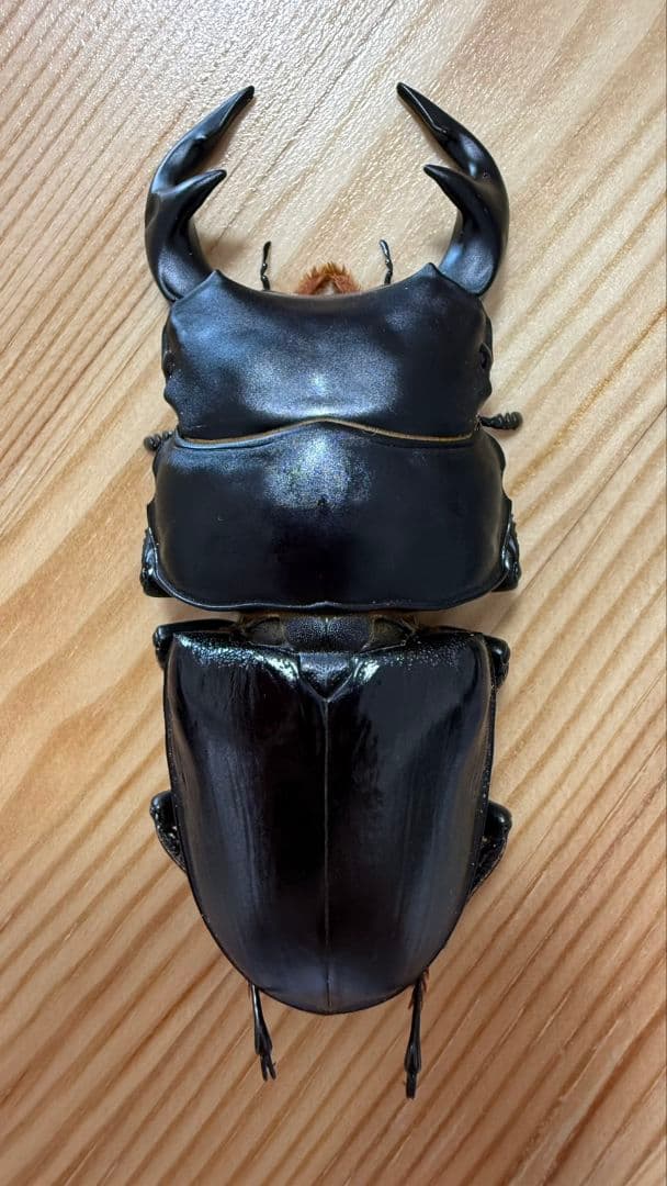 グランディスオオクワガタ　８８．２mmペア