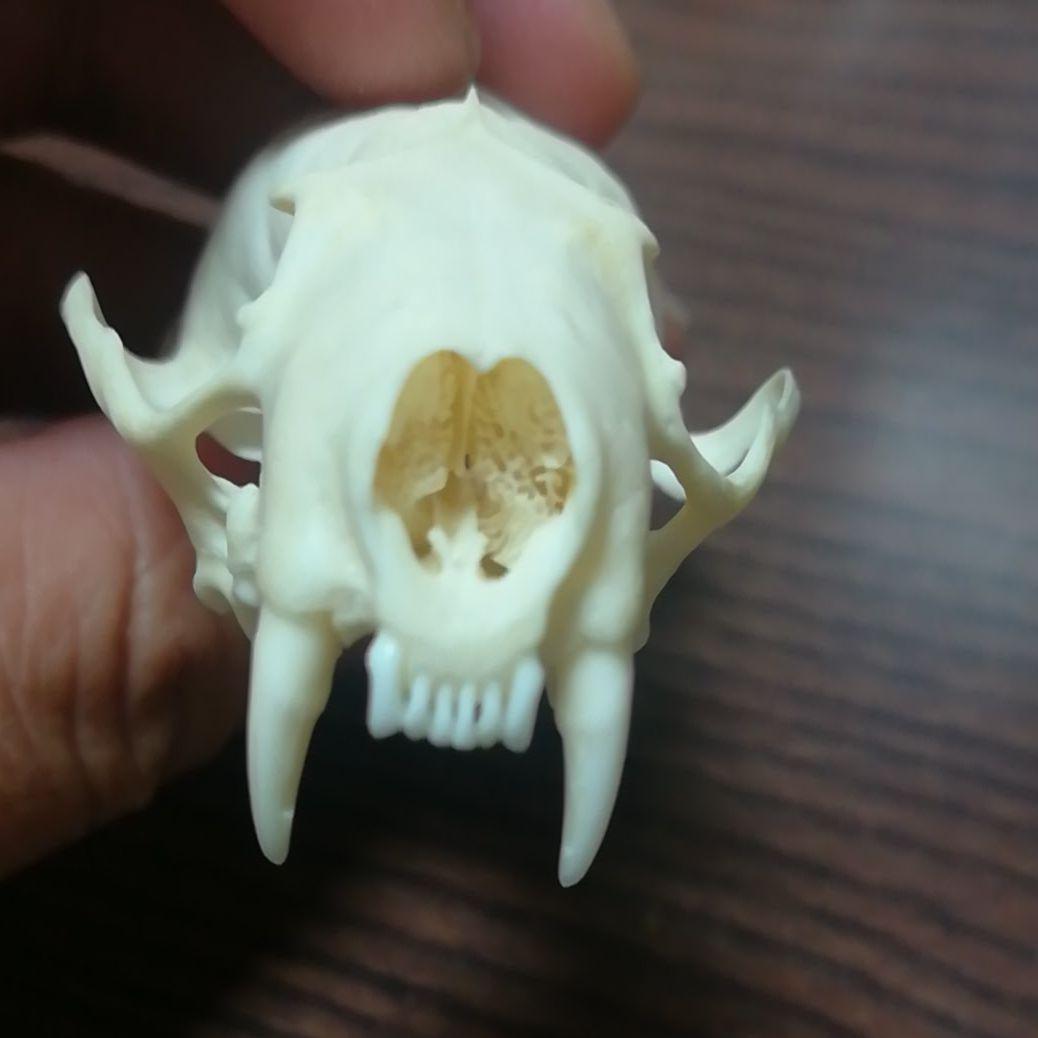 ミンク 標本 頭骨