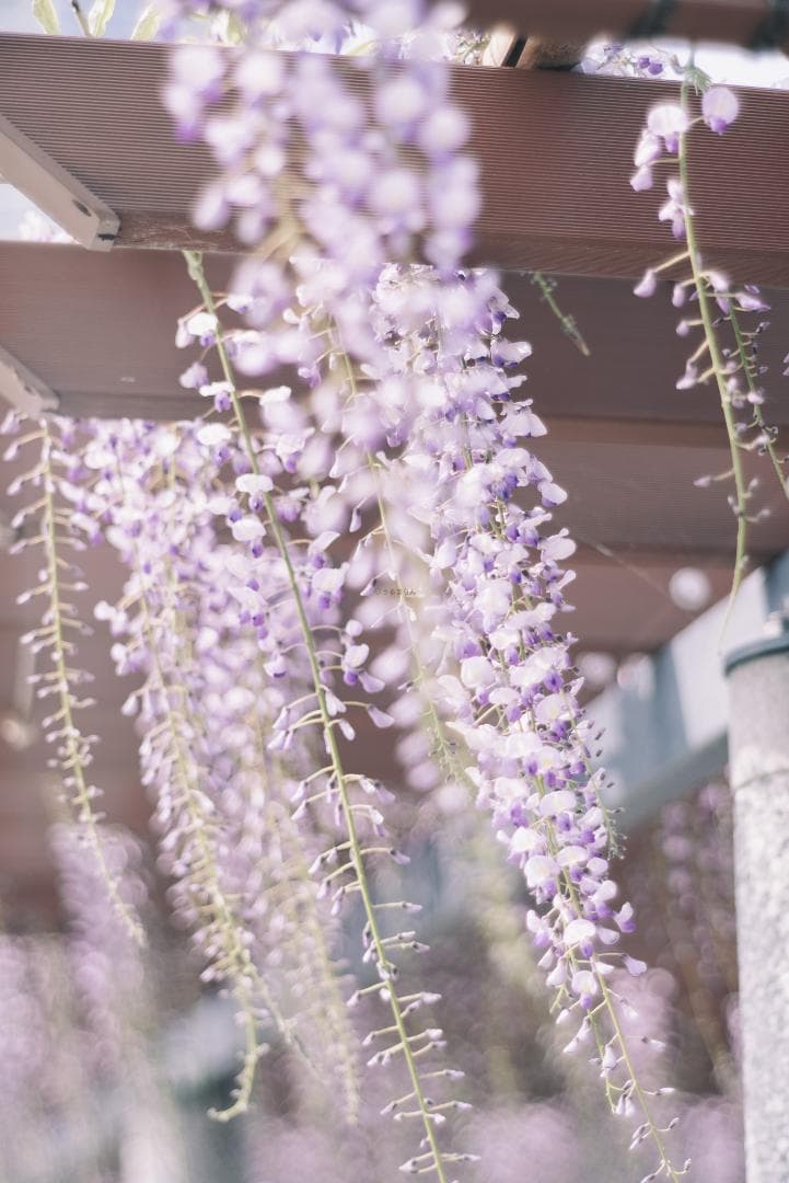 天使の梯子！Tele-Elmarit 90mm F2.8 1st Silver