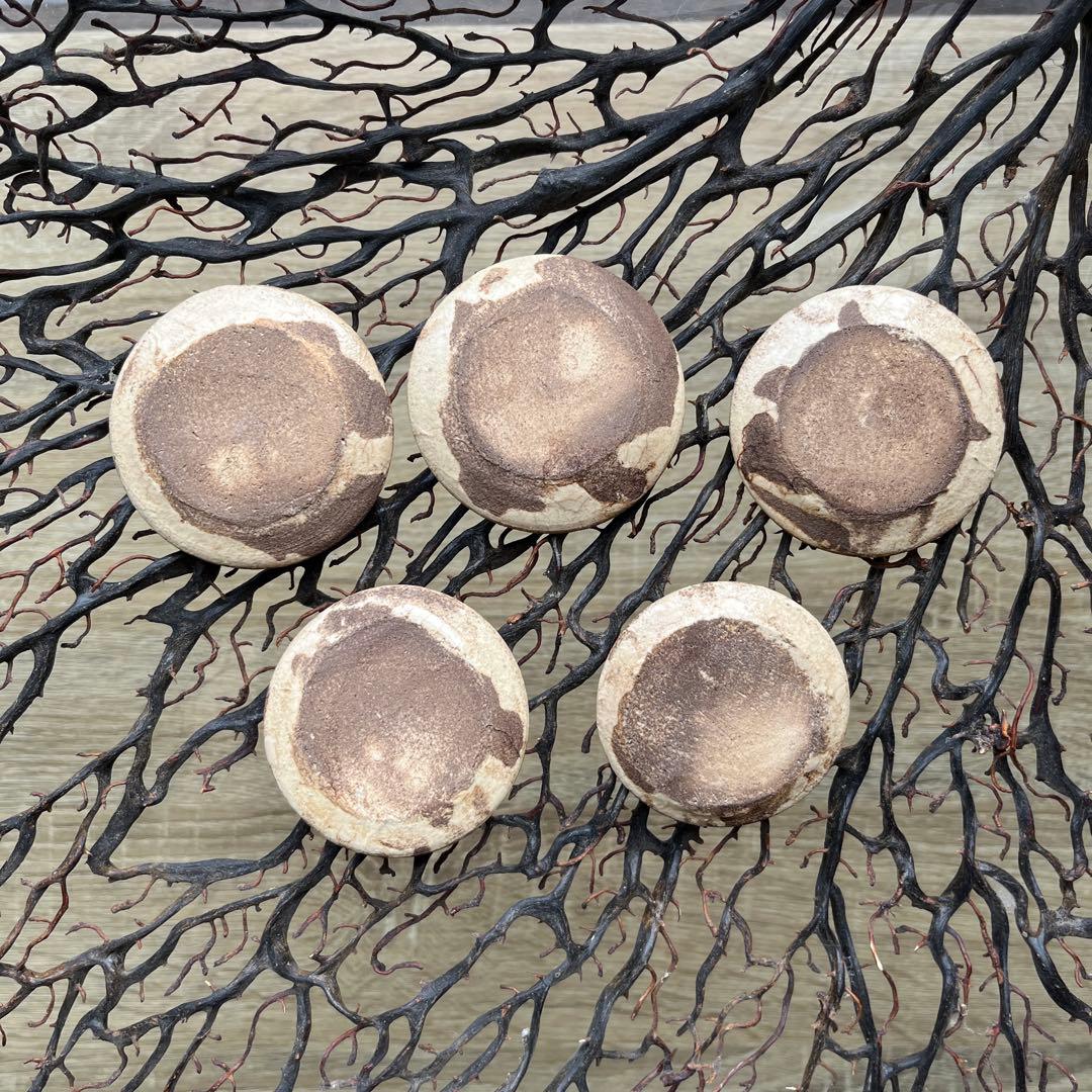 骨董　古陶　絵瀬戸　古瀬戸　希少　ブチ猫　眠り猫 図案　豆皿　手塩皿　小皿５客