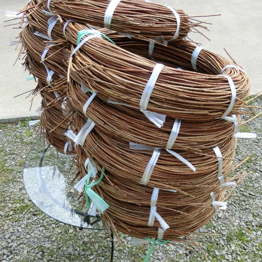 黄色いくまさん　青森岩木山採取　あけび蔓　150cm～ 15kg　1