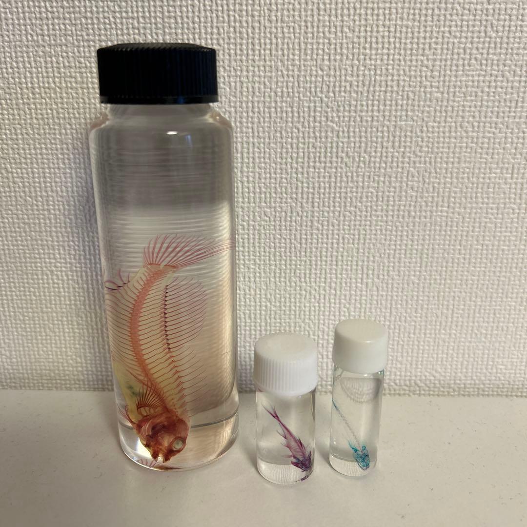 リアル　実物　透明標本　イソギンポ セット