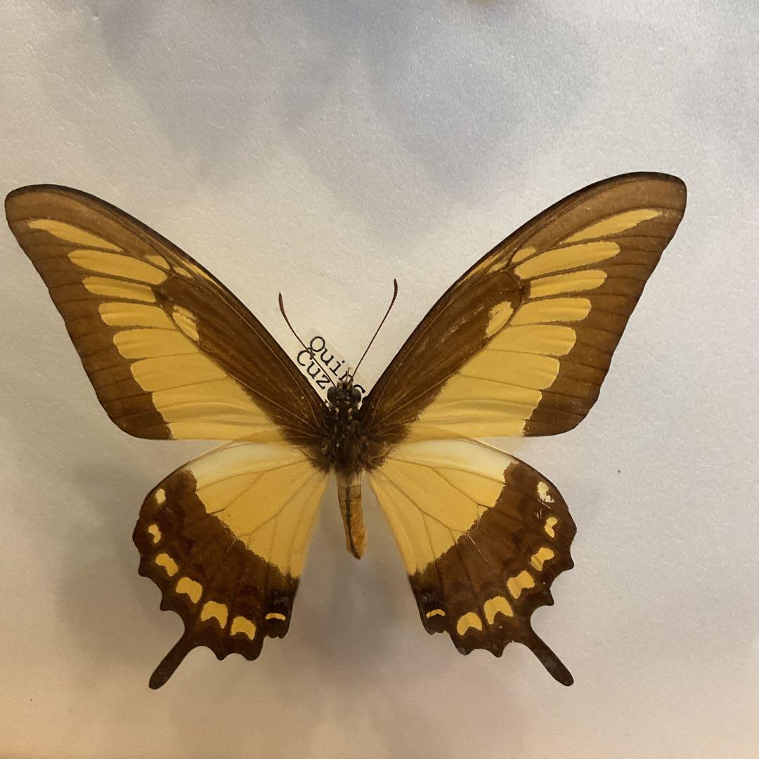 蝶標本11匹セット