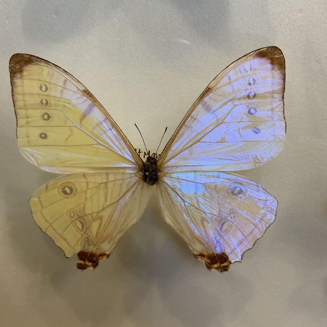 蝶標本11匹セット