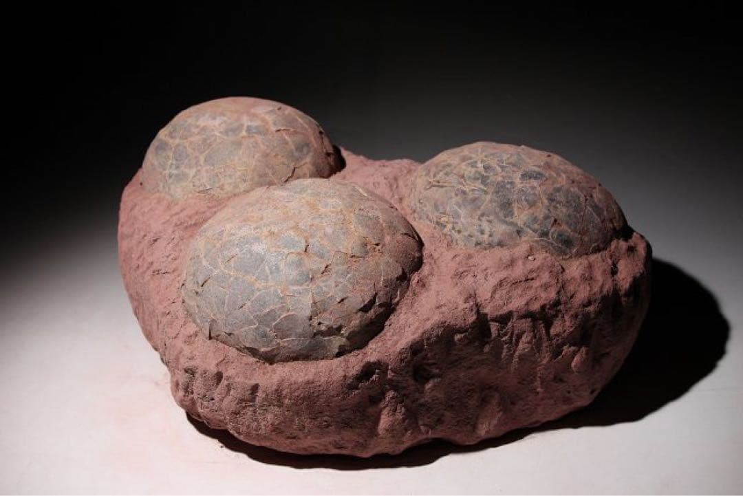 ☆クリスマス特価☆ 【入手困難】恐竜の卵　化石　ハドロサウルスの卵の巣　3個